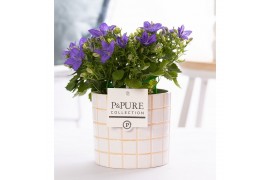 Campanula isoph. napoli pure lauren