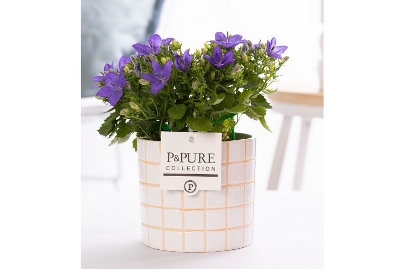 Campanula isoph. napoli pure lauren 