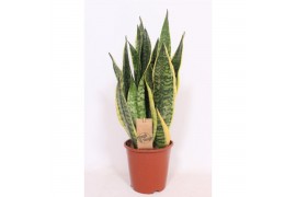 Sansevieria trifasciata superba