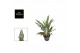 Aglaonema greyhound 