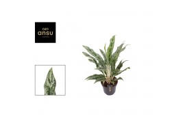 Aglaonema greyhound