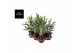 Aglaonema greyhound 