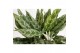 Aglaonema greyhound 
