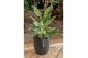 Aglaonema greyhound 