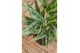 Aglaonema greyhound 