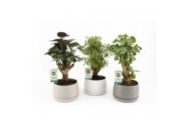 Polyscias mix 13cm in shengzi schalen