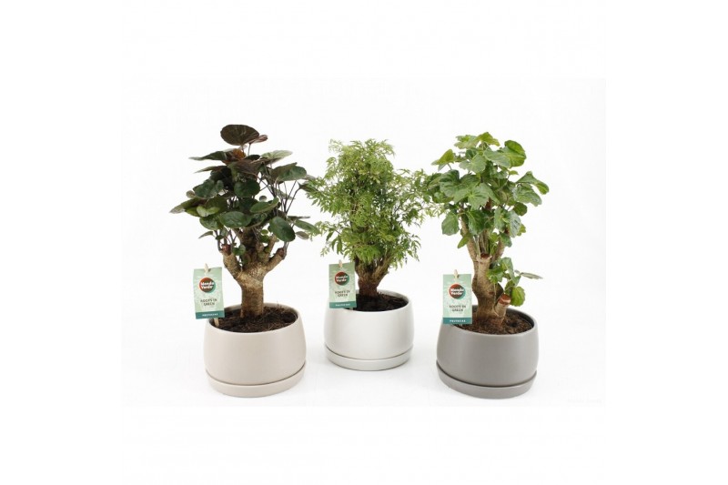 Polyscias mix 13cm in shengzi schalen 
