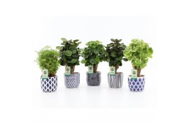 Polyscias mix in delft blue keramiek