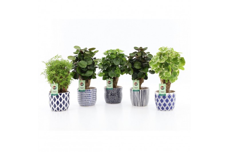 Polyscias mix in delft blue keramiek 