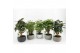 Polyscias mix in classic stone schalen 