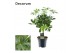 Schefflera arboricola nora op stam decorum 