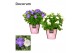 Campanula isoph. dublin mix decorum 