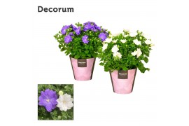 Campanula isoph. dublin mix decorum