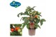 Solanum lycopersicum tomaat pick&joy cherry tomato red 