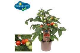 Solanum lycopersicum tomaat pick&joy cherry tomato red