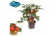 Solanum lycopersicum tomaat pick&joy cherry tomato red 