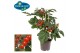 Solanum lycopersicum tomaat pick&joy cherry tomato red 