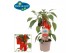 Capsicum annuum paprika pick&joy snack pepper red 