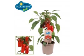 Capsicum annuum paprika pick&joy snack pepper red