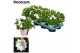 Campanula isoph. dublin white decorum 