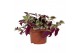 Tradescantia zebrina violet hill 
