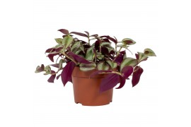Tradescantia zebrina violet hill