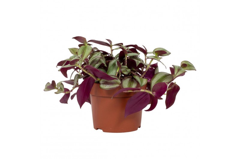 Tradescantia zebrina violet hill 