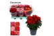 Begonia elatior du. mix decorum 