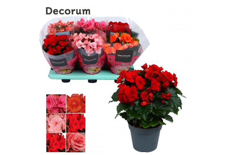 Begonia elatior du. mix decorum 