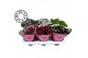 Begonia blad beleaf mix must have 