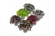 Begonia blad beleaf mix must have 
