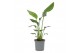 Strelitzia reginae zonder bloem 