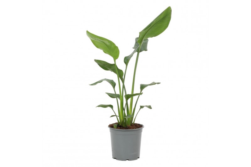 Strelitzia reginae zonder bloem 