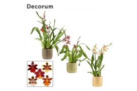 Cambria mix 2 tak in liam nature world decorum