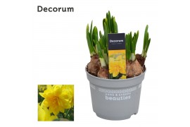 Narcissus double grp tete boucle decorum
