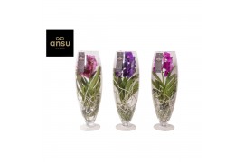 Vanda hybriden colour mix 012 in champagne glas