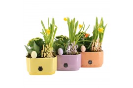 Arrangementen kamerplanten 70772: Easter arrangement 2 pp