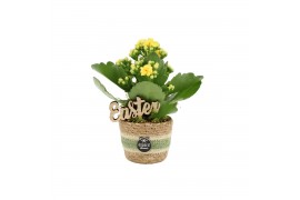 Arrangementen kamerplanten 70708: Easter arrangement 1 pp