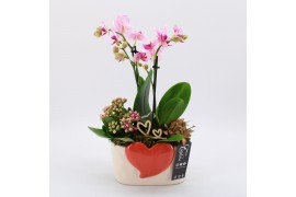 Phalaenopsis ENMD-2516RZ English Mothers day 3 pp