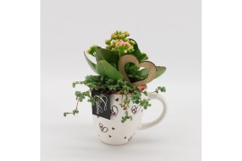 Arrangementen kamerplanten ENMD-2507 English Mothers day 2 pp