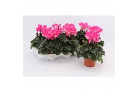 Cyclamen pers. midi indiaka Cyclaam Indiaka Magenta