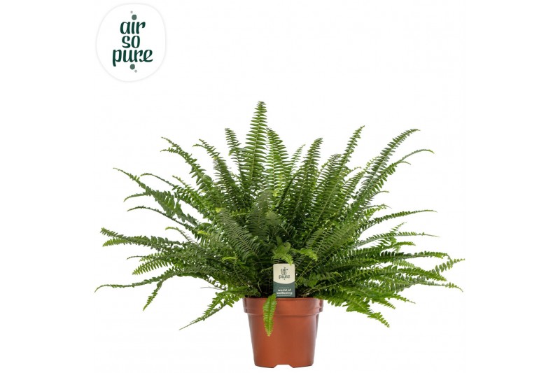 Nephrolepis exaltata green lady Air So Pure 