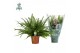 Nephrolepis exaltata green lady Air So Pure 