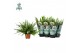 Nephrolepis exaltata green lady Air So Pure 