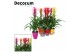 Guzmania mix Maxima mix - Luxe keramiek 