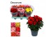 Begonia elatior du. mix decorum 5 kleuren 