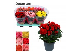 Begonia elatior du. mix decorum 5 kleuren