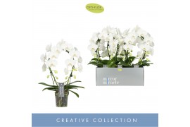Phalaenopsis mirror miracle aurora wit 2 tak boog