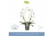 Phalaenopsis mirror miracle aurora wit 2 tak boog 