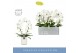 Phalaenopsis mirror miracle aurora wit 2 tak boog in white molise aquo 